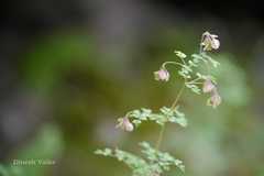 Thalictrum elegans